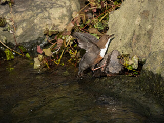 Wasseramsel (Cinclus cinclus)