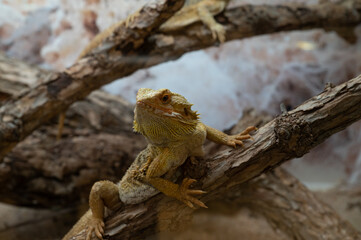 Lizard on a branch