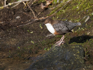 Wasseramsel (Cinclus cinclus)