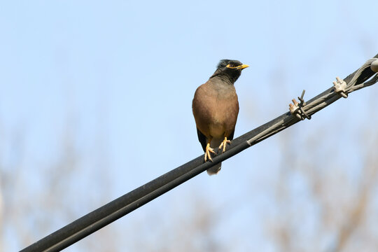 Beautiful Myna Sitting on a Tree Branch.