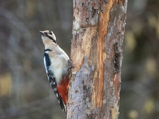 Buntspecht (Dendrocopos major)