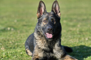 beautiful gray German Shepherd dog in a meadow in Sweden countryside