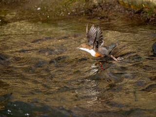 Wasseramsel (Cinclus cinclus)