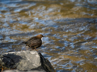 Wasseramsel (Cinclus cinclus)