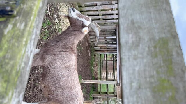 Goats walk on a log farm in England