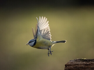 Blaumeise (Cyanistes caeruleu)