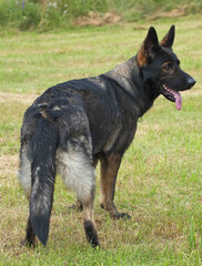 beautiful gray German Shepherd dog in a meadow in Sweden countryside