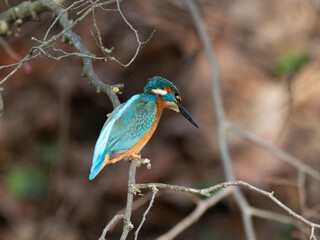 Eisvogel (Alcedo atthis)