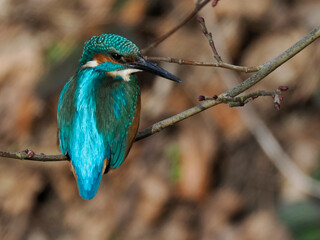 Obraz premium Eisvogel (Alcedo atthis)