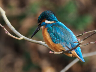 Fototapeta premium Eisvogel (Alcedo atthis)