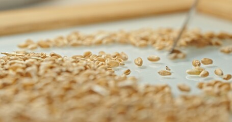 Laboratory Analysis of Wheat Grains for Quality Control