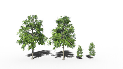 森の木 影付き 透過影 半透明影 透過PNG 3D CG Rendering Images