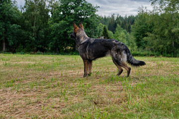 beautiful gray German Shepherd dog in a meadow in Sweden countryside