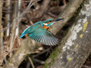 Eisvogel (Alcedo atthis)