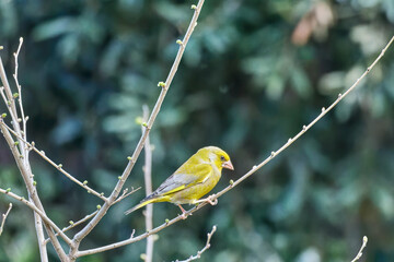 green finch carduelis chlorisHigh quality photo