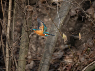 Eisvogel (Alcedo atthis)