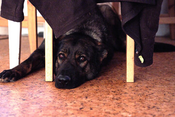 Beautiful German Shepherd lies under a chair in the kitchen