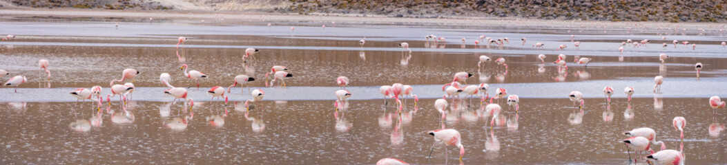 Obraz premium Bolivian altiplano