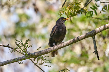 Blackbird Against Blue Sky. High quality photo.