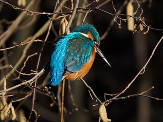 Eisvogel (Alcedo atthis)