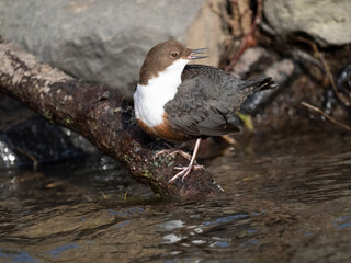 Wasseramsel (Cinclus cinclus)