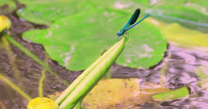 Beautiful demoiselle (Calopteryx virgo) is a European damselfly belonging to the family Calopterygidae. It is often found along fast-flowing waters where it is most at home.