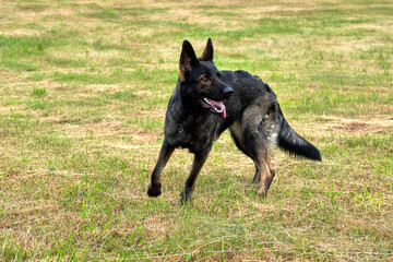 beautiful gray German Shepherd dog in a meadow in Sweden countryside