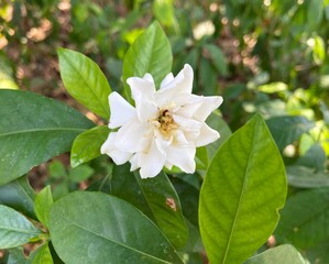 Cape Jasmine, Gardenia jasmine (Gardenia jasminoides J.Ellis)