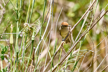 Blackcap, Sylvia atricapilla blurry background.