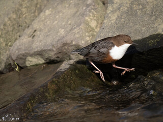 Wasseramsel (Cinclus cinclus)