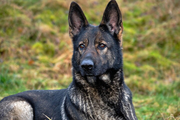 beautiful gray German Shepherd dog in a meadow in Sweden countryside