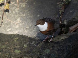 Wasseramsel (Cinclus cinclus)
