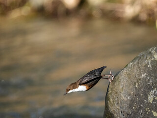 Wasseramsel (Cinclus cinclus)