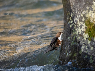 Wasseramsel (Cinclus cinclus)