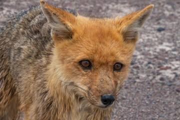 Fototapeta premium Encounter with a wet Culpeo (Lycalopex culpaeus), also known as Andean fox or Andean wolf, at 5,000 meters altitude, La Cumbre, Bolivia