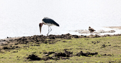 Obraz na płótnie Canvas A photo of marabou stork