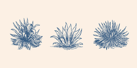 Blue agave sketch illustration. Tequila plant ingredient vector