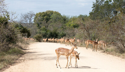 A large group of impala in the street