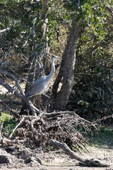 A photo of grey heron