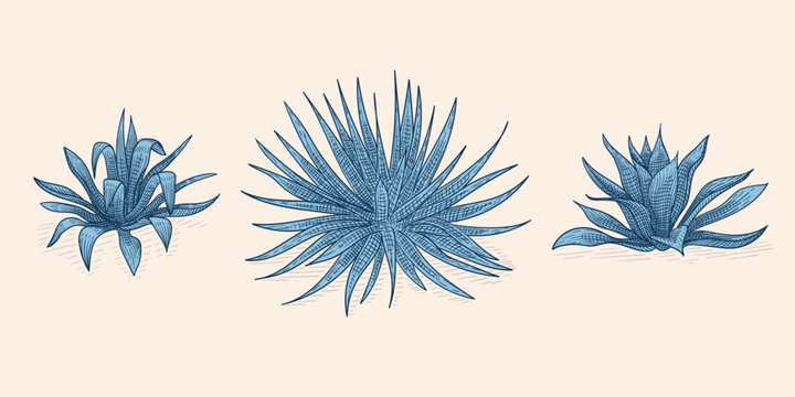 Blue agave color illustration. Tequila plant ingredient vector