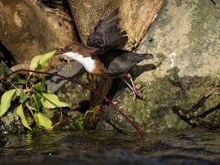 Wasseramsel (Cinclus cinclus)