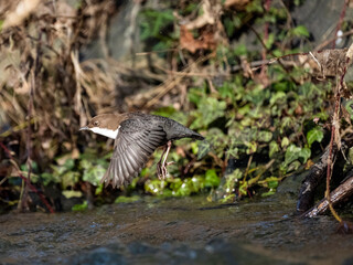 Wasseramsel (Cinclus cinclus)