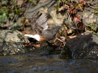 Wasseramsel (Cinclus cinclus)