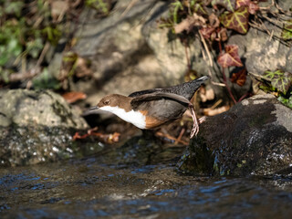 Wasseramsel (Cinclus cinclus)