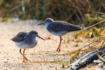 Rotschenkel am Strand