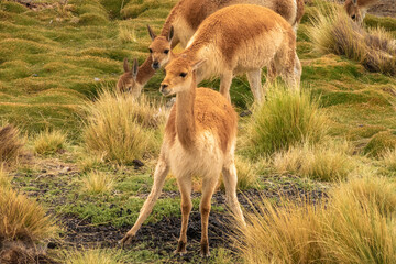 Closeup of a juvenile vicu&ntilde;a or vicuna (Lama vicugna), Laguna Colorada, Eduardo Avaroa National Reserve, Bolivia