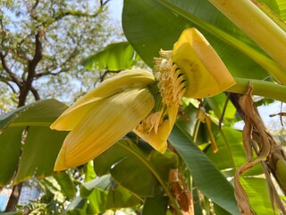Musa basjoo, known variously as Japanese banana, Japanese fibre banana or hardy banana, is a...