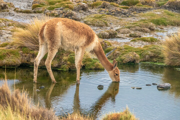 Obraz na płótnie Canvas Closeup of a vicuña or vicuna (Lama vicugna) drinking, Laguna Colorada, Eduardo Avaroa National Reserve, Bolivia
