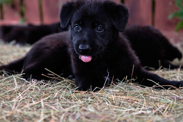 beautiful, adorable black German Shepherd puppy in Bredebolet Skaraborg Sweden