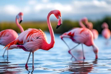 Gardinen Pink flamingos bird in the lake. © Pacharee